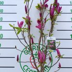 Magnólia hybridná (Magnolia Hybrida) ´SUSAN´ - výška 170-180 cm, kont. C10L (-24°C) NA KMIENKU